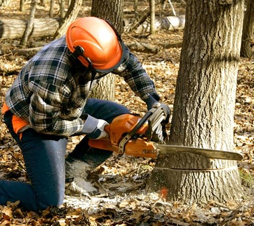 Tree Removal in Big Oak Flat, CA